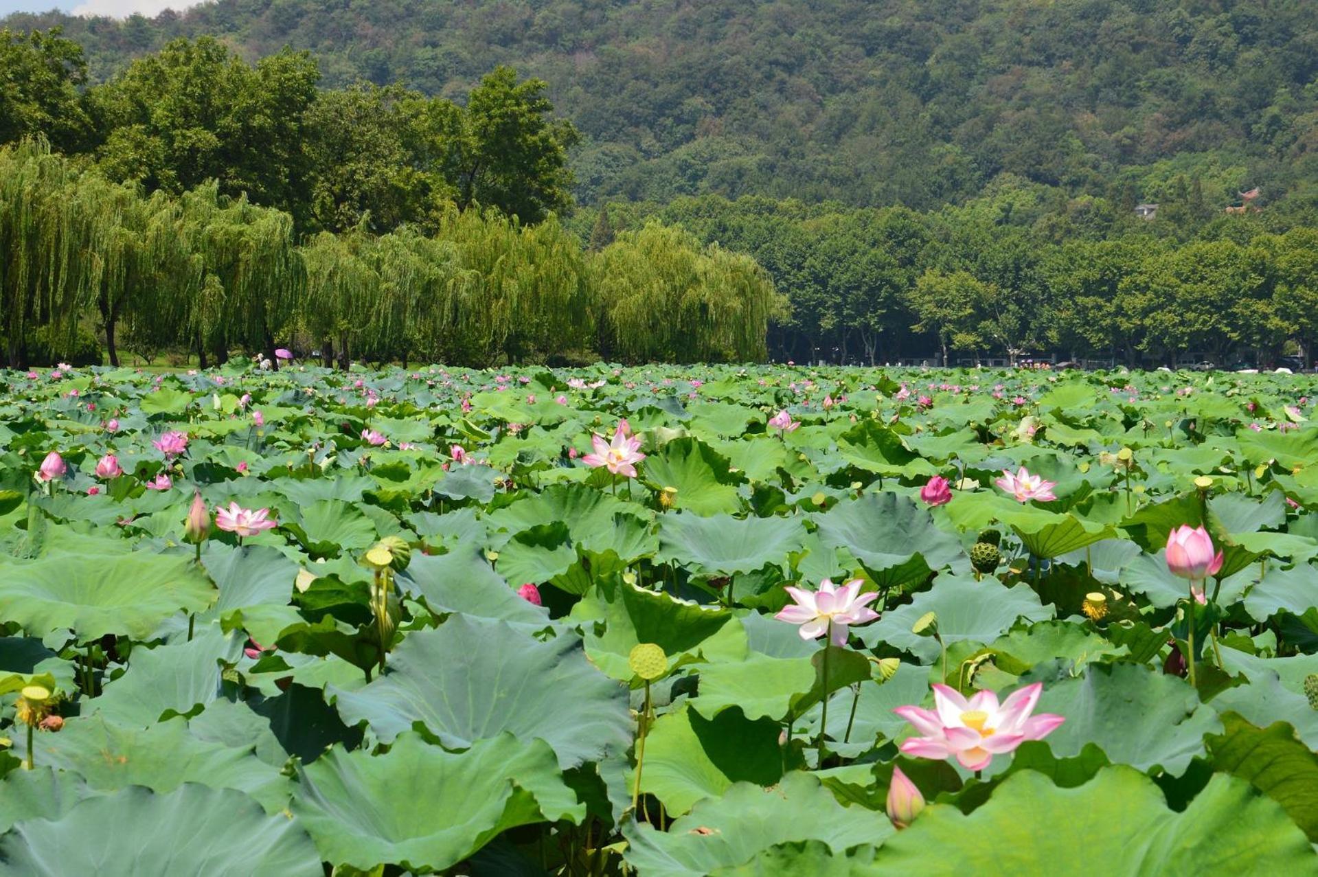 Nost Algia S Hotel In The West Lake Scenic Area-,Lingyin Temple, Leifeng Tower, Children'S Playground, Free Night Snack, Free Laundry, English Communication Well, Free Travel Advice Hangzhou Exterior photo